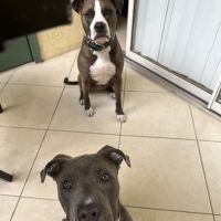 Rahway Veterinarian ico