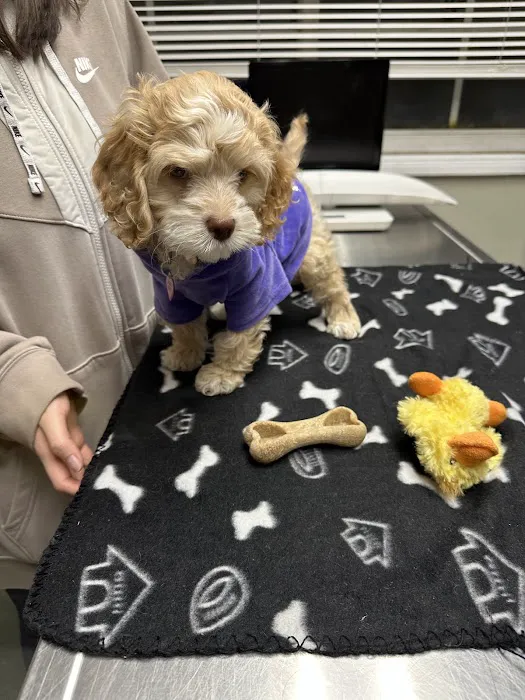 Rahway Veterinarian Picture 8