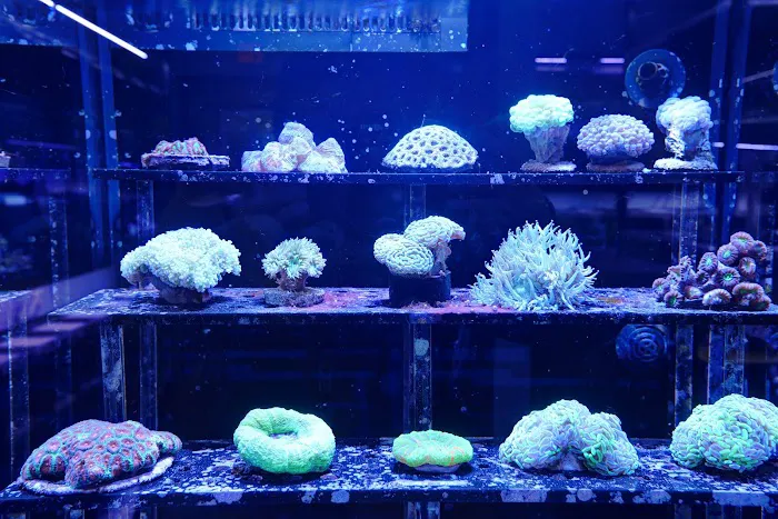 Artistic Aquariums, Inc Picture 4