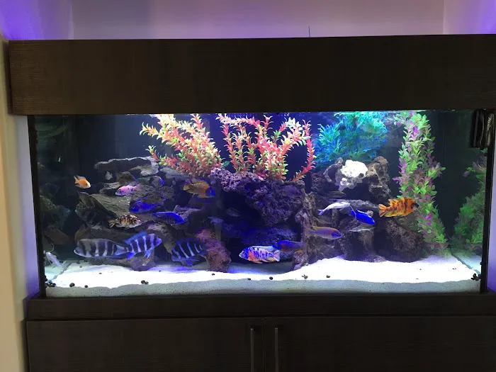 Artistic Aquariums, Inc Picture 5