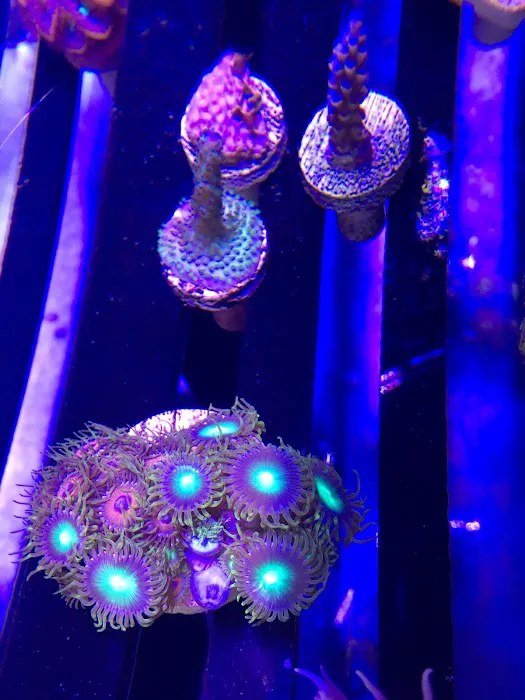 Artistic Aquariums, Inc Picture 6