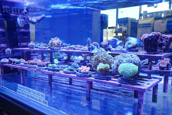 Artistic Aquariums, Inc Picture 7