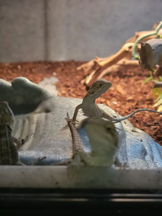 LLLReptile & Supply Chandler Picture 3
