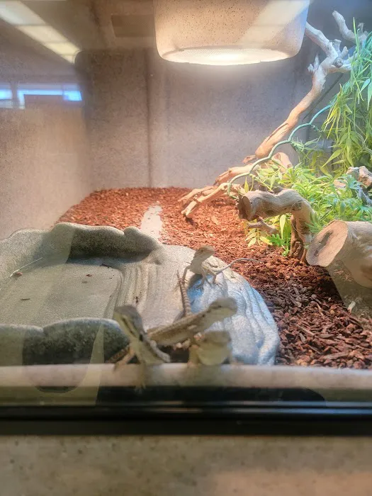 LLLReptile & Supply Chandler Picture 5