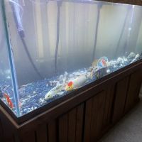 Sea Savvy Aquarium ico