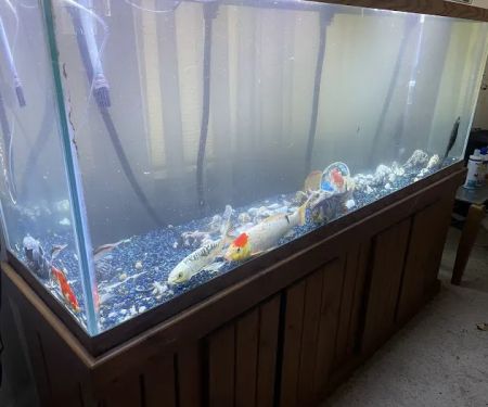 Sea Savvy Aquarium