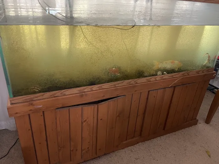 Sea Savvy Aquarium Picture 10