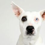 Boulevard Veterinary Clinic