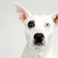 Boulevard Veterinary Clinic ico