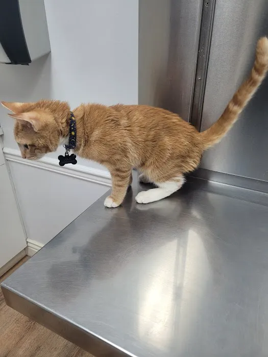Boulevard Veterinary Clinic Picture 4