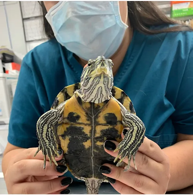 Boulevard Veterinary Clinic Picture 8