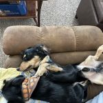 Paws Choose Us