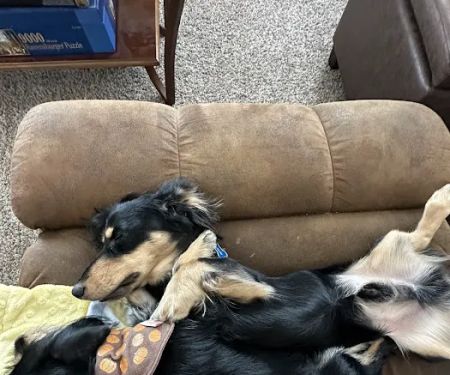 Paws Choose Us