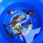 Bamboo Japan Koi by Appointment Only