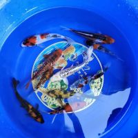 Bamboo Japan Koi by Appointment Only ico