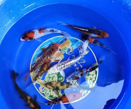 Bamboo Japan Koi by Appointment Only