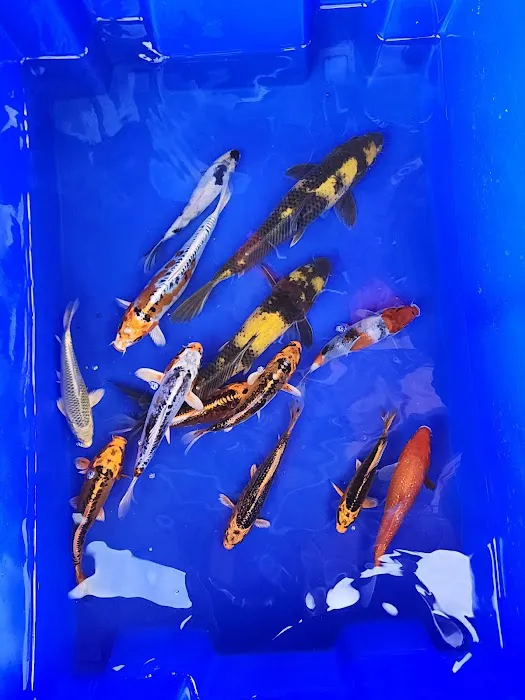 Bamboo Japan Koi by Appointment Only Picture 3