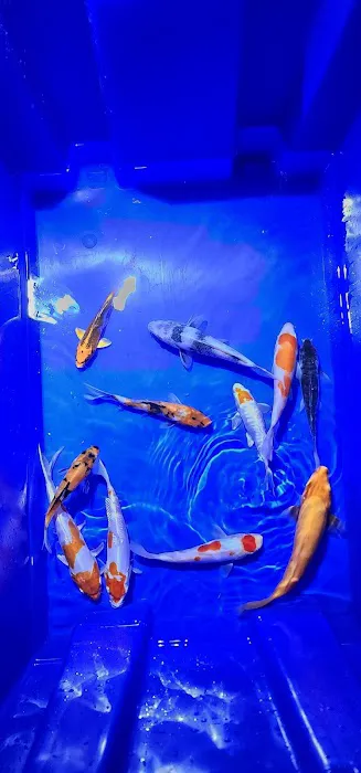 Bamboo Japan Koi by Appointment Only Picture 2