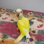 Desert Rose Aviary