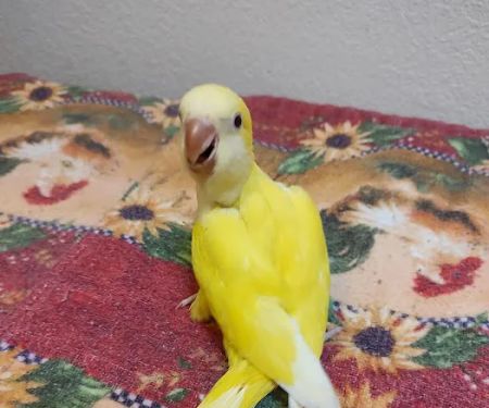 Desert Rose Aviary