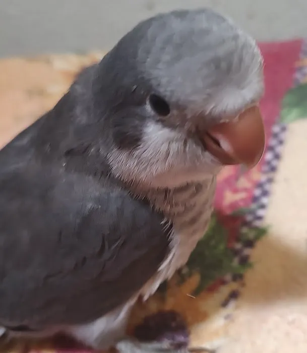 Desert Rose Aviary Picture 6