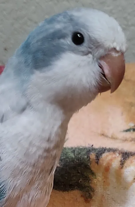 Desert Rose Aviary Picture 4