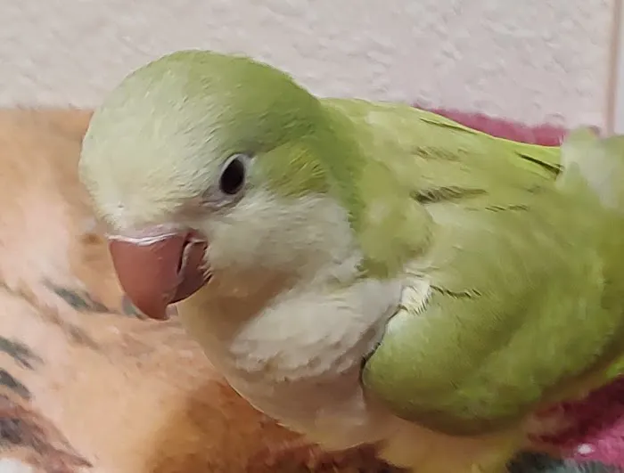 Desert Rose Aviary Picture 7