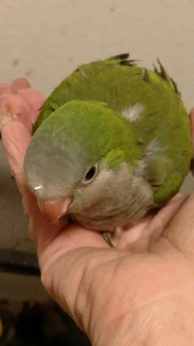 Desert Rose Aviary Picture 5