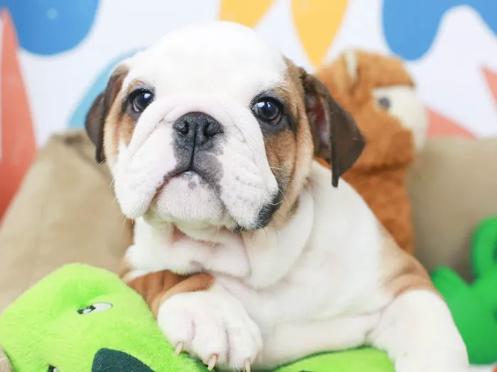 Puppies 'N Love Picture 2