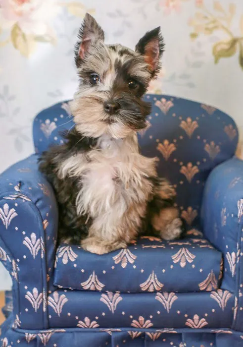 Puppies 'N Love Picture 4