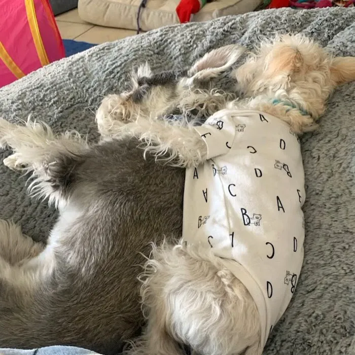 Puppies 'N Love Picture 6
