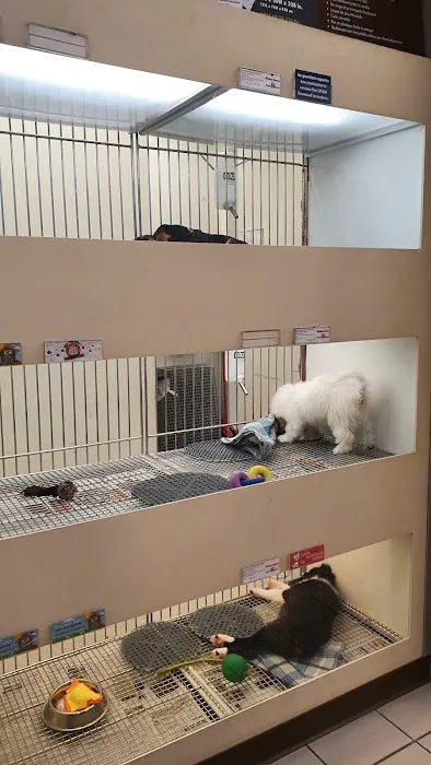 Puppies 'N Love Picture 5