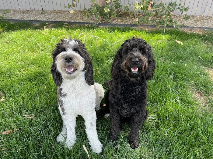 Puppies 'N Love Picture 8