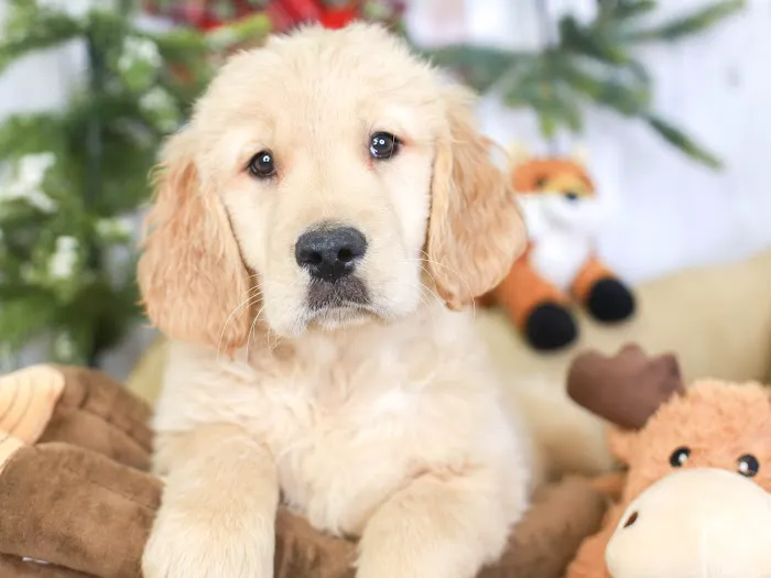 Puppies 'N Love Picture 10
