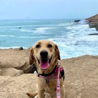 Kenilworth Animal Hospital ico