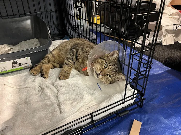 Kenilworth Animal Hospital Picture 4