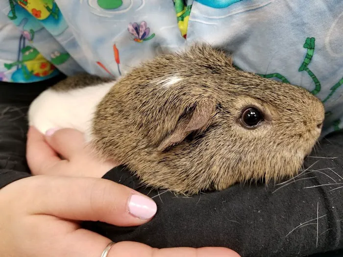 True Monarch In-Home Veterinary Service Picture 1