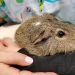 True Monarch In-Home Veterinary Service