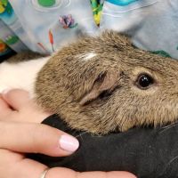 True Monarch In-Home Veterinary Service ico