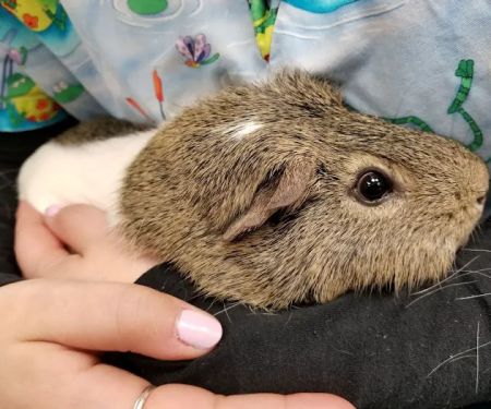 True Monarch In-Home Veterinary Service