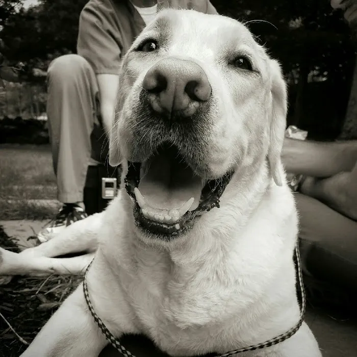True Monarch In-Home Veterinary Service Picture 2