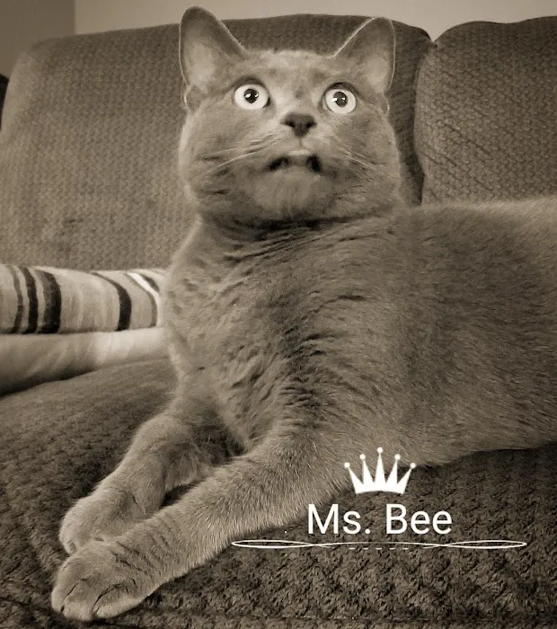 True Monarch In-Home Veterinary Service Picture 3