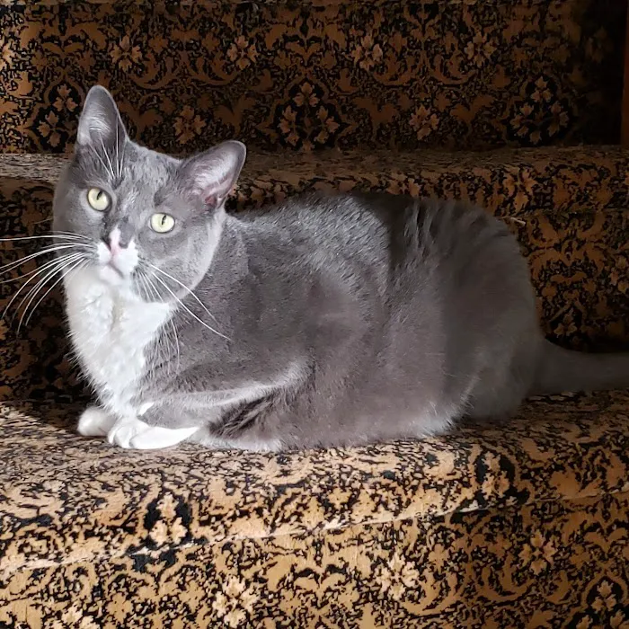 True Monarch In-Home Veterinary Service Picture 5