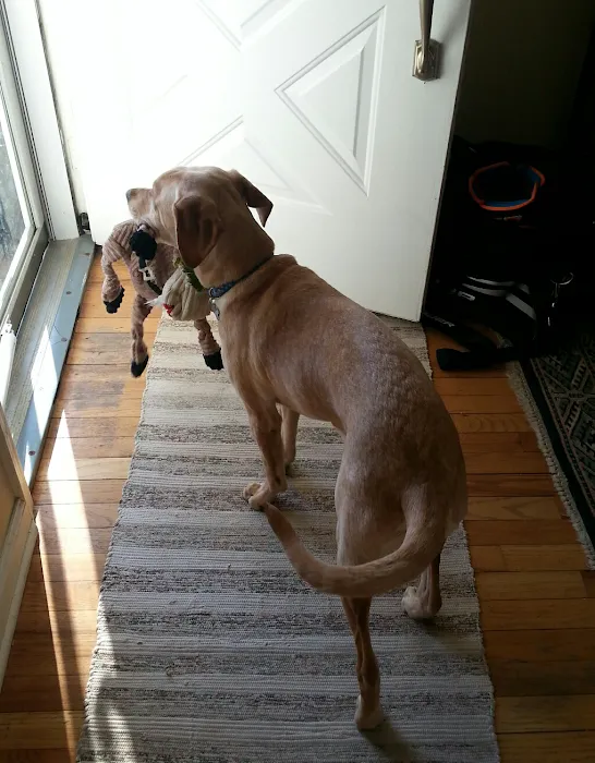 True Monarch In-Home Veterinary Service Picture 9