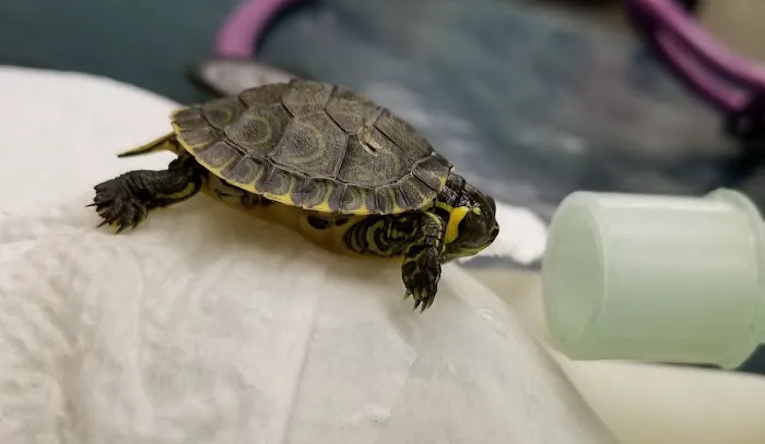 True Monarch In-Home Veterinary Service Picture 7
