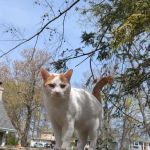 Livingston Animal Hospital