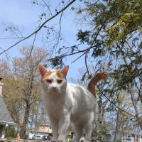 Livingston Animal Hospital ico