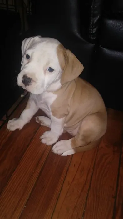 Livingston Animal Hospital Picture 6