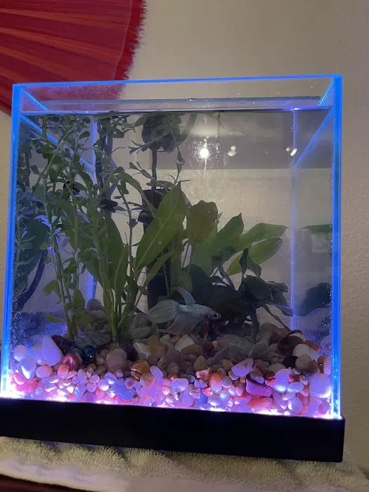 Aquaholic Aquariums LLC Picture 4