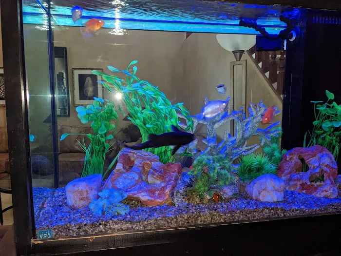 Aquaholic Aquariums LLC Picture 7